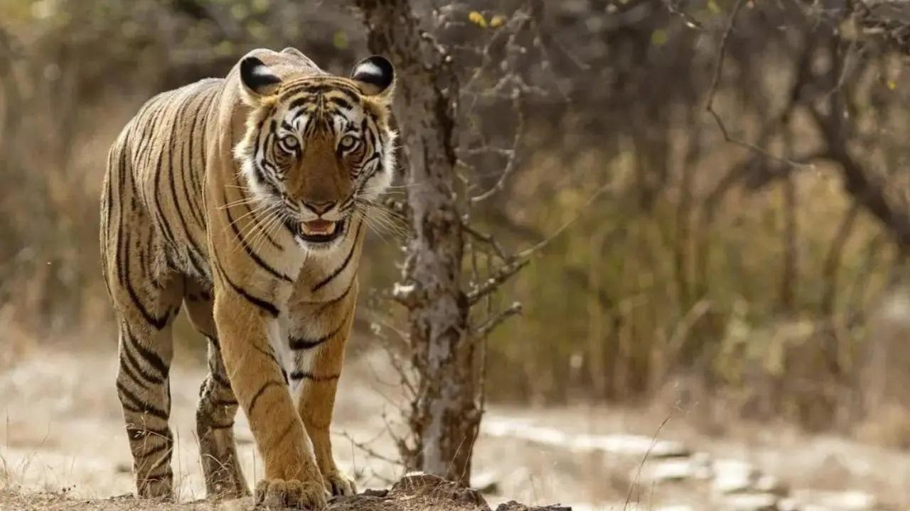 प्रतिकात्मक तस्वीर