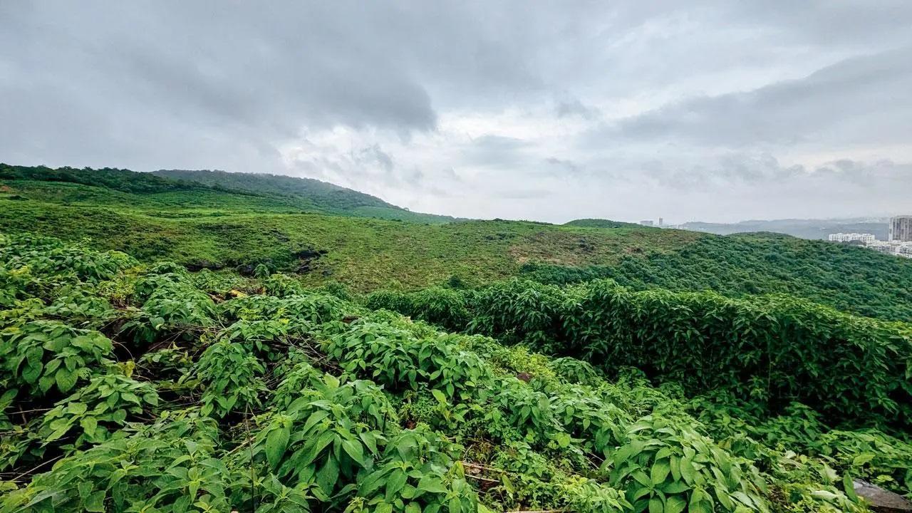 स्टालिन ने आरोप लगाया कि बीएमसी ने डिंडोशी हिल्स पर टाउनशिप विकास को मंजूरी दी है.