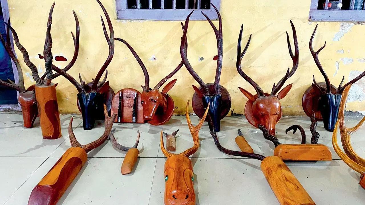 वन विभाग ने डब्ल्यूडब्ल्यूए की सहायता से विरार पश्चिम में एक फोटोकॉपी की दुकान में प्रदर्शित एंटलर ट्रॉफियां जब्त कर लीं.