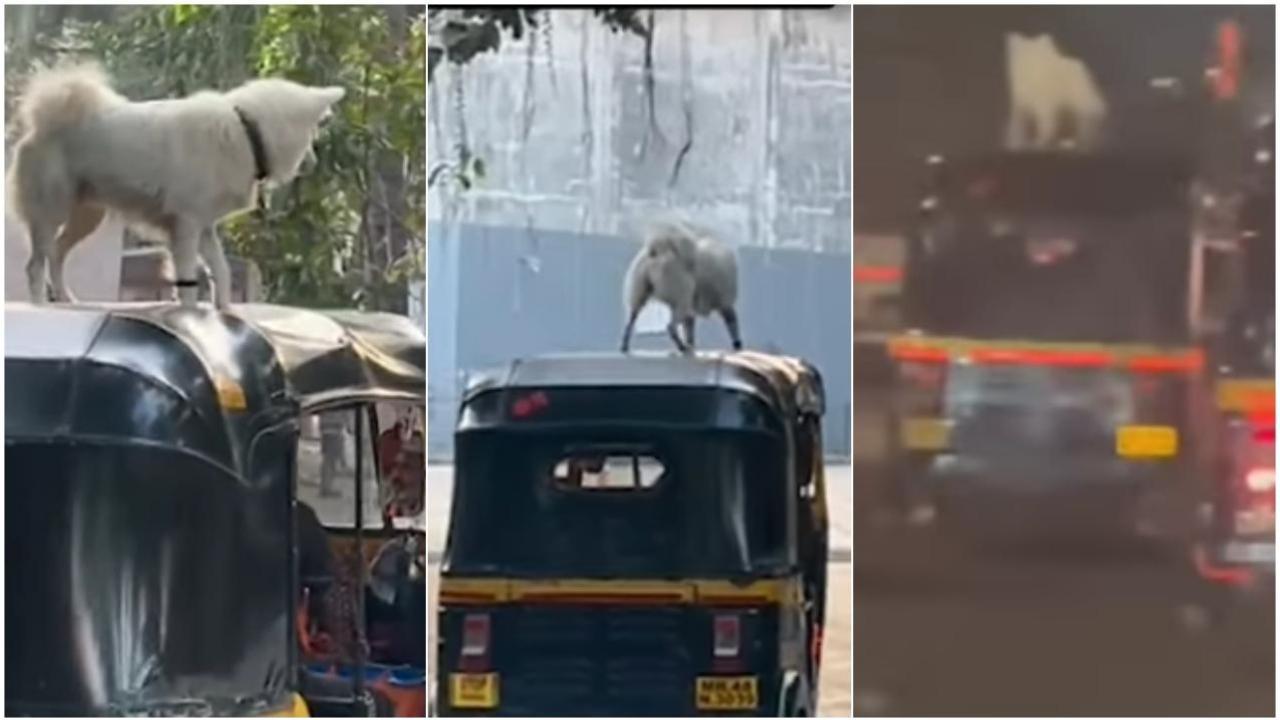 वायरल वीडियो का स्क्रीन शॉट