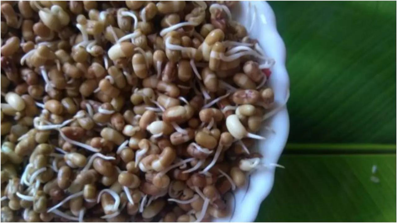 मोठ की फलियाँ (मटकी)
इनमें प्रोटीन, विटामिन और खनिज उच्च मात्रा में होते हैं. वे मांसपेशियों की वृद्धि को बढ़ावा देते हैं, रक्त शर्करा के स्तर को विनियमित करने में मदद करते हैं और त्वचा के स्वास्थ्य को भी बढ़ावा देते हैं. इन्हें हर मौसम में खाया जा सकता है.