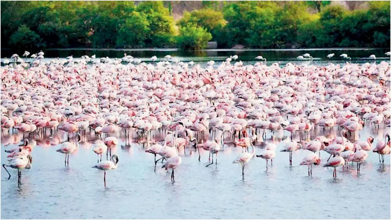 नेरुल में डीपीएस झील पर राजहंस। फ़ाइल चित्र/नेटकनेक्ट