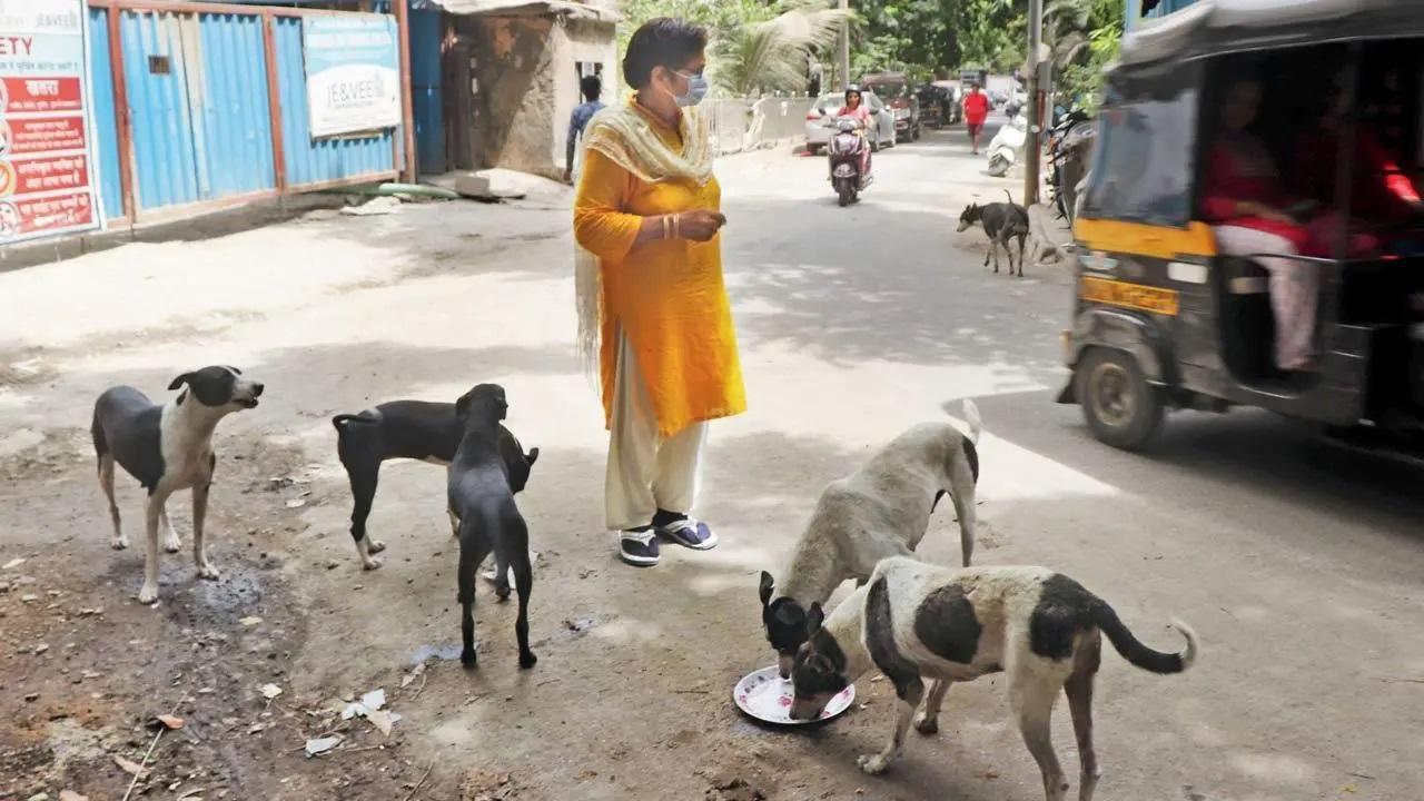 गोरेगांव ईस्ट में एक महिला स्ट्रीट डॉग्स के एक समूह को खाना खिलाती नजर आ रही है. File Pic/Anurag Ahire