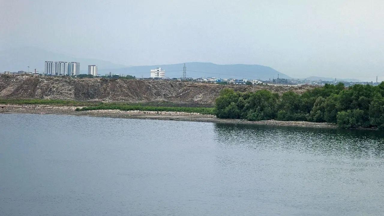  पर्यावरणविद और प्रकृति प्रेमी बार-बार ठाणे जिले में मैंग्रोव और वेटलैंड्स के विनाश के साथ-साथ उल्हास नदी के सामने आने वाले खतरे को उजागर करते रहे हैं. Pics/Ranjeet Jadhav