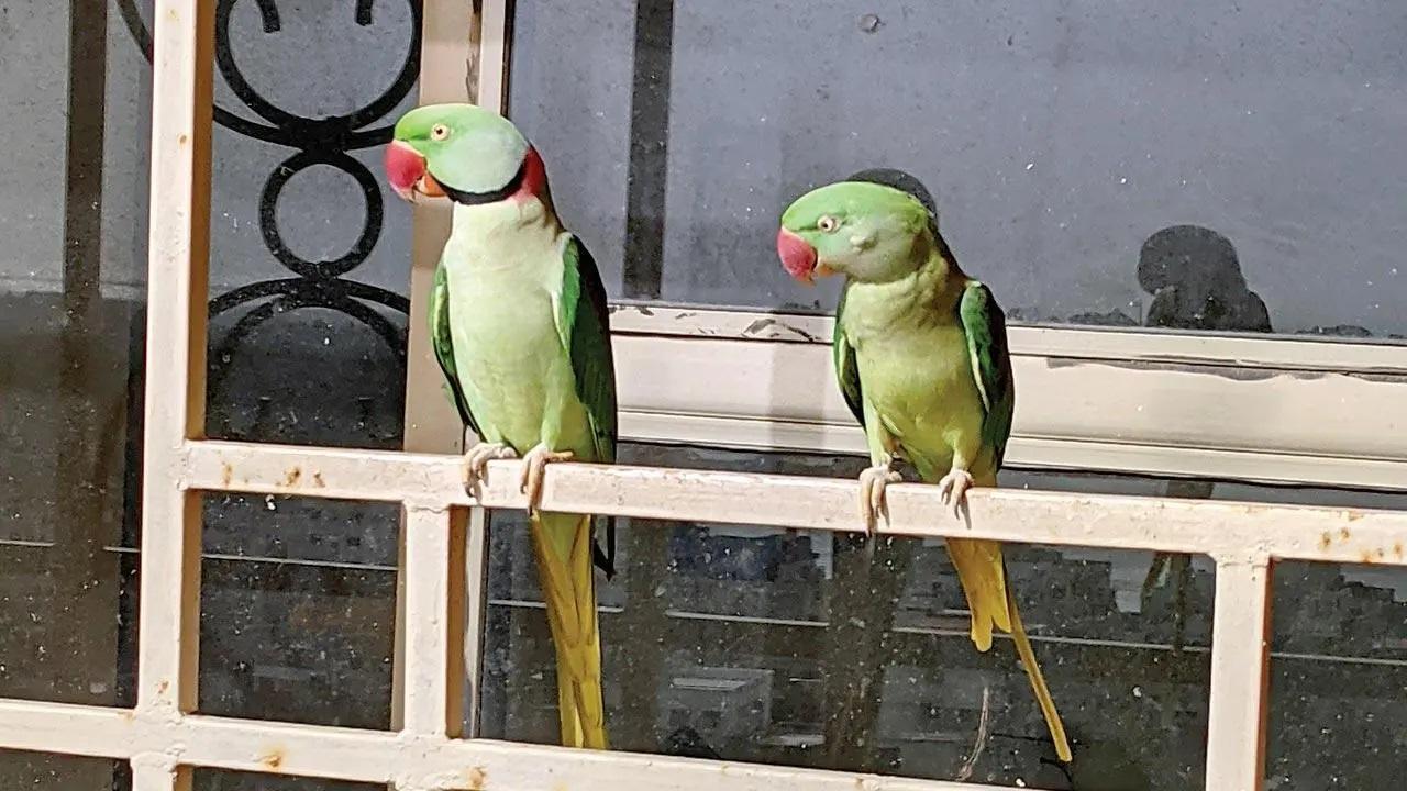 वर्सोवा की खिड़की पर तोतों का एक जोड़ा सुंदर बैठा है. तस्वीर/तानिया डे