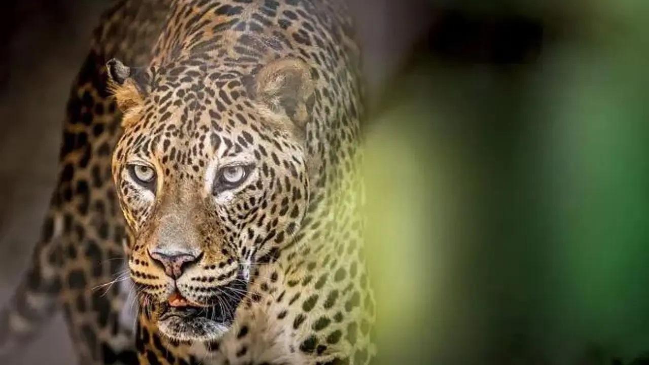 ताडोबा अंधारी टाइगर रिजर्व, महाराष्ट्र
यह स्थान भारत के सबसे बड़े और सबसे पुराने बाघ अभ्यारण्यों में से एक है. हालाँकि यह व्यापक रूप से एक बाघ अभयारण्य के रूप में जाना जाता है, लेकिन इसमें भारतीय तेंदुओं की आबादी का एक बड़ा हिस्सा भी रहता है. ताडोबा के घने जंगल तेंदुओं के लिए एक उत्कृष्ट निवास स्थान हैं.
प्रतिनिधि छवि/फ़ाइल तस्वीर