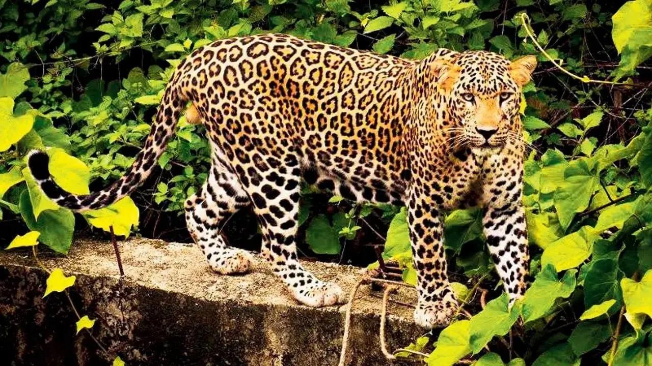 रणथंभौर राष्ट्रीय उद्यान, राजस्थान
यह राष्ट्रीय उद्यान भी तेंदुओं के लिए एक अच्छा रहने योग्य स्थान है. रणथंभौर के तेंदुओं ने क्षेत्र के जंगली और चट्टानी इलाके के कारण यहां खुद को आरामदायक बना लिया है. हालाँकि यह वन्यजीव जानवर बाघों की तुलना में कम देखा जाता है, फिर भी पर्यटक अगर तेंदुओं को देखना चाहते हैं तो पार्क में आ सकते हैं.
प्रतिनिधि छवि/फ़ाइल चित्र