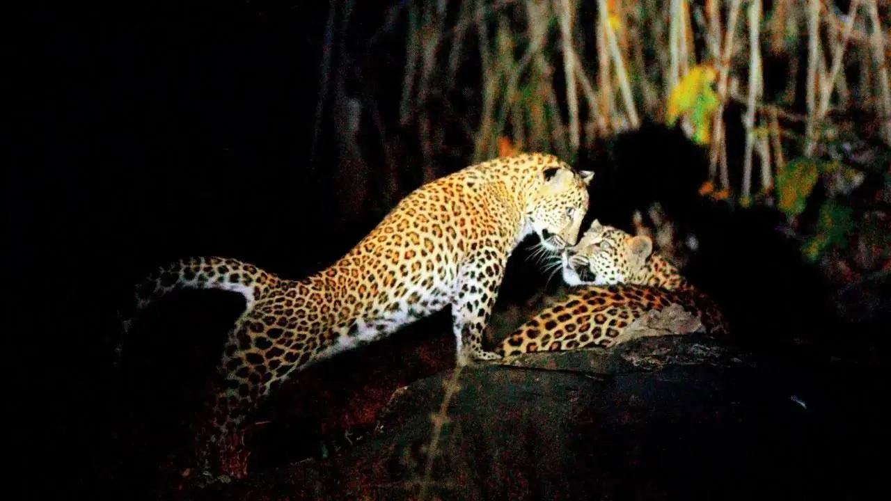 बांदीपुर राष्ट्रीय उद्यान, कर्नाटक
यूनेस्को विश्व धरोहर स्थल, नीलगिरि बायोस्फीयर रिजर्व का एक हिस्सा, बांदीपुर राष्ट्रीय उद्यान विभिन्न प्रकार के वन्यजीवों का घर है, जिनमें तेंदुए, बाघ, हाथी, ढोल (भारतीय जंगली कुत्ते) और बहुत कुछ शामिल हैं.
प्रतिनिधि छवि/तस्वीर राणे आशीष द्वारा