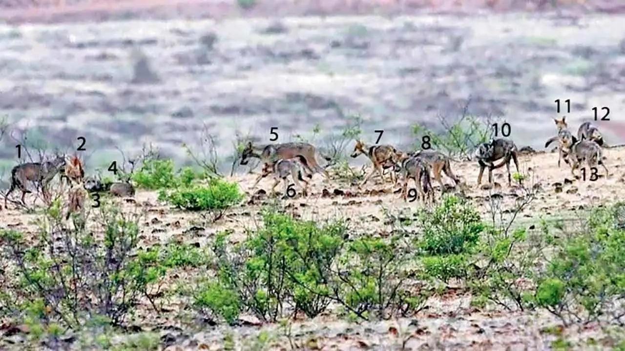 यह एक ही फ्रेम में कैद की गई भेड़ियों की सबसे बड़ी संख्या है.