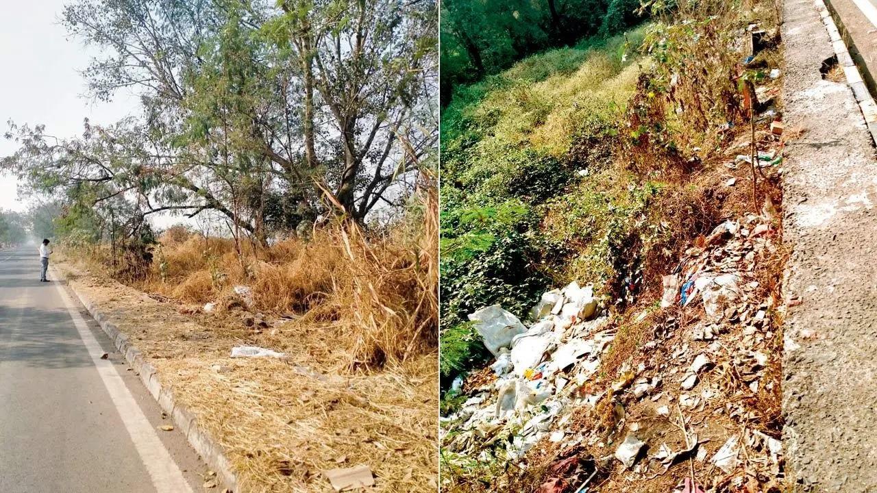 विकास से अवगत अधिकारियों ने कहा कि वे अब सड़कों, बगीचों और खुली जगहों पर अन्य मौजूदा पेड़ों के साथ बांस के पेड़ लगाने की योजना बना रहे हैं.
