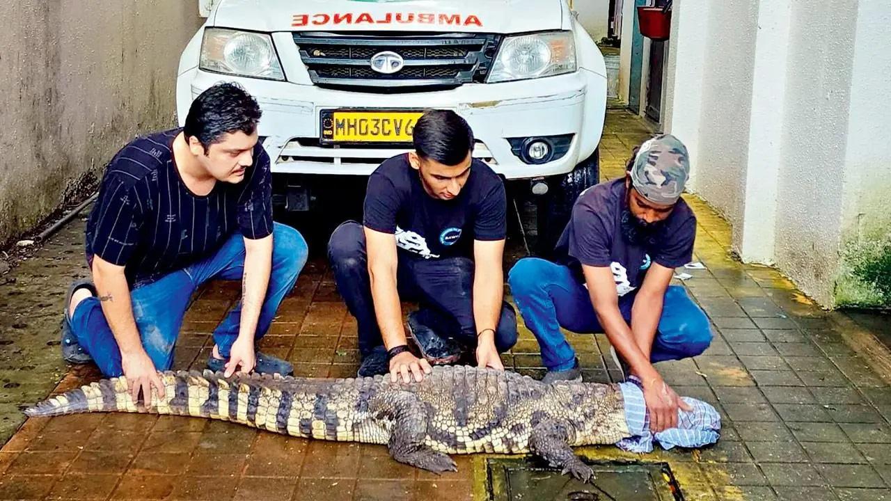 मगरमच्छ के साथ रॉ की बचाव टीम.