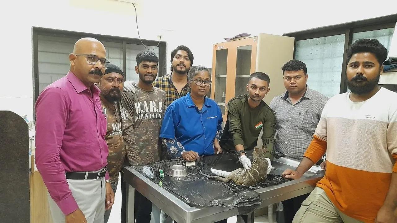 हिरण के शरीर की लंबाई सिर्फ 23 इंच होती है और वजन लगभग 3 किलोग्राम होता है.