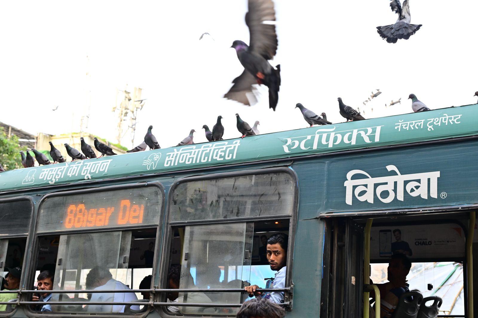 अधिकारियों का कहना है कि कबूतरों की बीट हवा में मिलकर श्वसन संबंधी समस्याएं उत्पन्न कर सकती है, जो विशेष रूप से बुजुर्गों और बच्चों के लिए गंभीर हो सकती हैं.