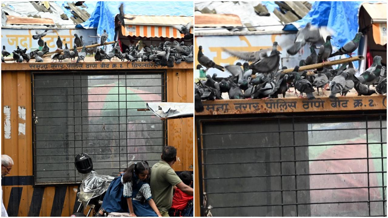 स्थानीय निवासियों का कहना है कि इस इलाके में रोज़ाना बड़ी संख्या में कबूतर जमा होते हैं, जिससे आसपास गंदगी और दुर्गंध फैलती है. (Pics: Satej Shinde)