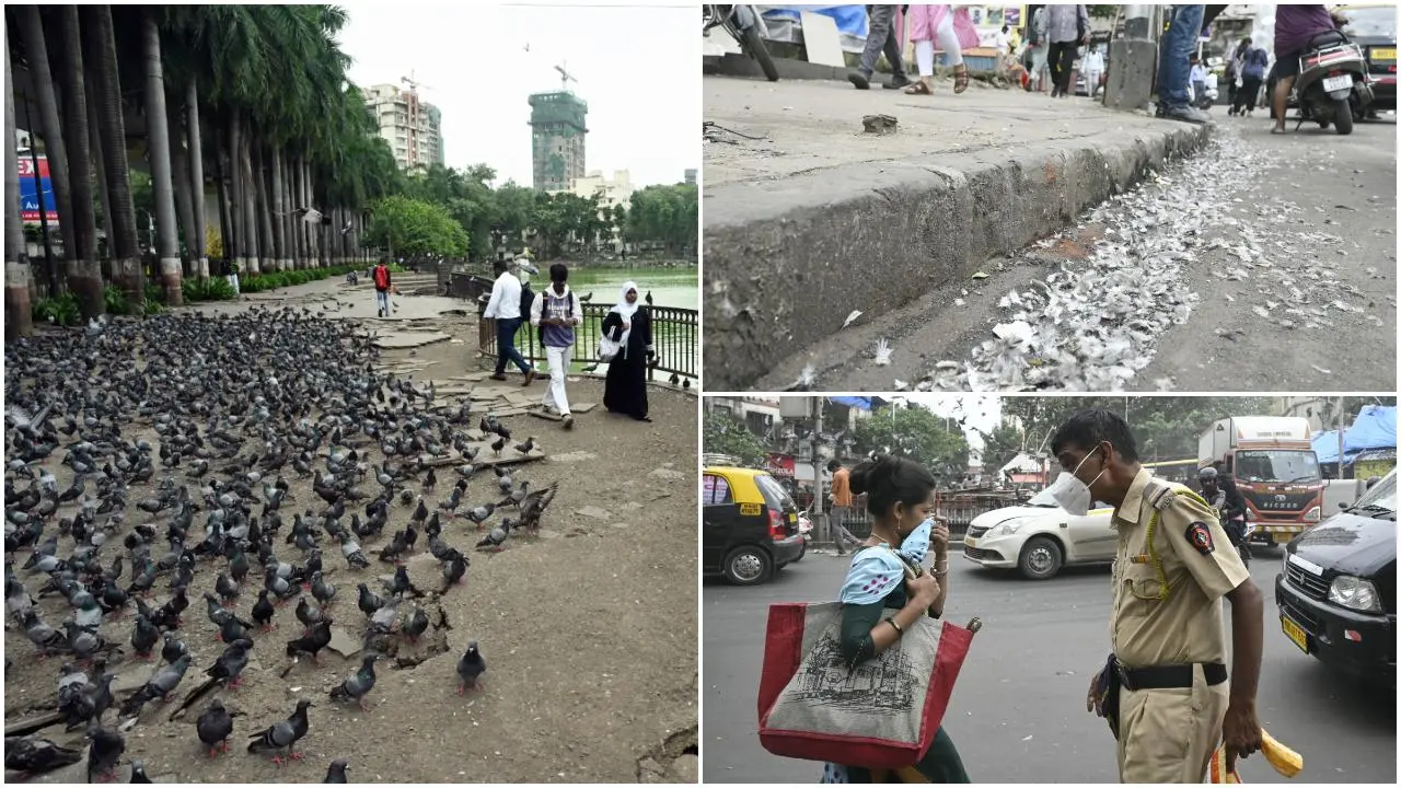 Iमुंबई के हॉटस्पॉट में कबूतरों की भीड़, बीएमसी की रोक के बावजूद जारी
