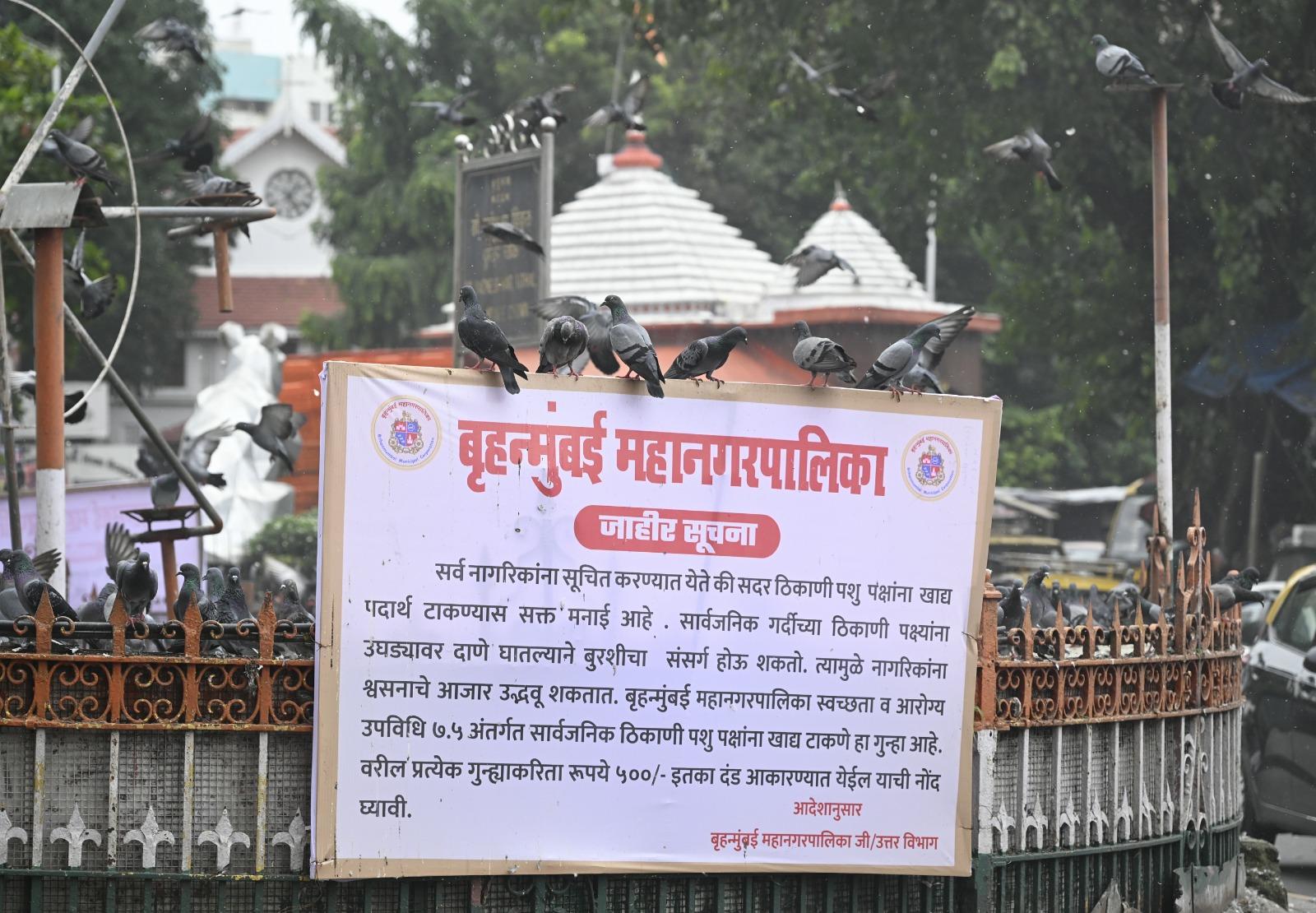 इसके बावजूद, मुंबई के विभिन्न क्षेत्रों में कबूतरों का जमावड़ा दिन-प्रतिदिन बढ़ता जा रहा है, जिससे इस मुद्दे पर स्थानीय नागरिकों और बीएमसी के बीच तनाव बढ़ता जा रहा है. 