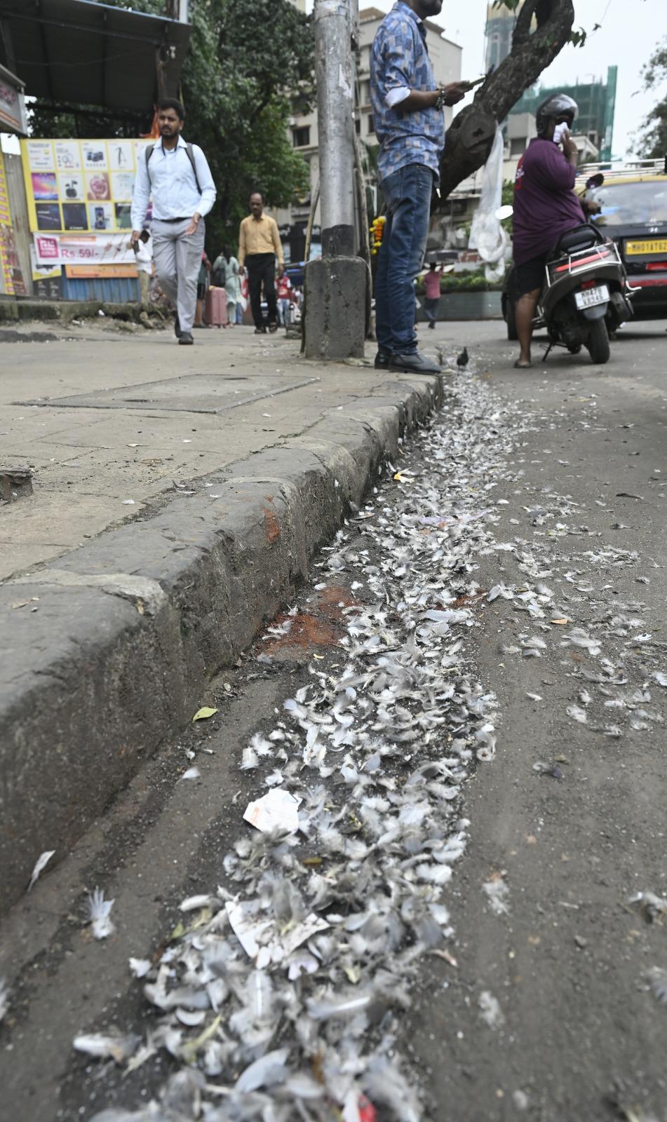 अदालत ने बीएमसी को निर्देशित किया कि वह शहर के उन स्थानों पर किसी भी पुराने कबूतरखानों को गिराने से रोकें, जहां पहले से कबूतरों को दाना डालने की परंपरा रही है, लेकिन इन स्थानों पर कबूतरों को दाना डालने की अनुमति नहीं दी जा सकती.