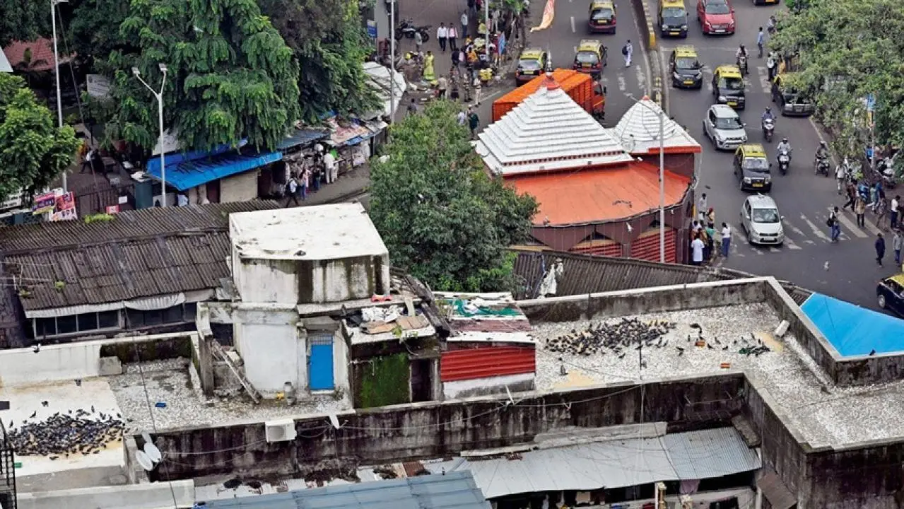 Iकबूतरों को दाना डालने के लिए समय तय करने की मांग, बीएमसी को भेजा पत्र