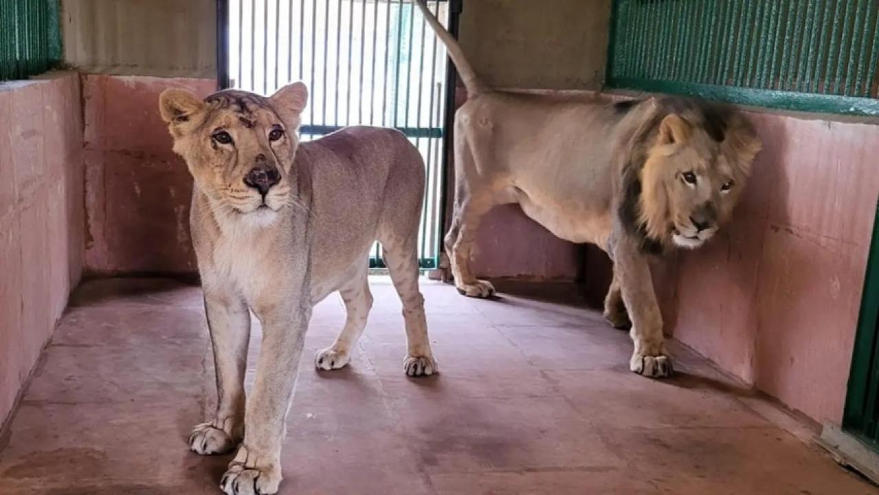 आशीष शेलार ने मंत्री ने पार्क से दो शेरों, भारत और भारती को भी एक साल के लिए गोद लिया है.