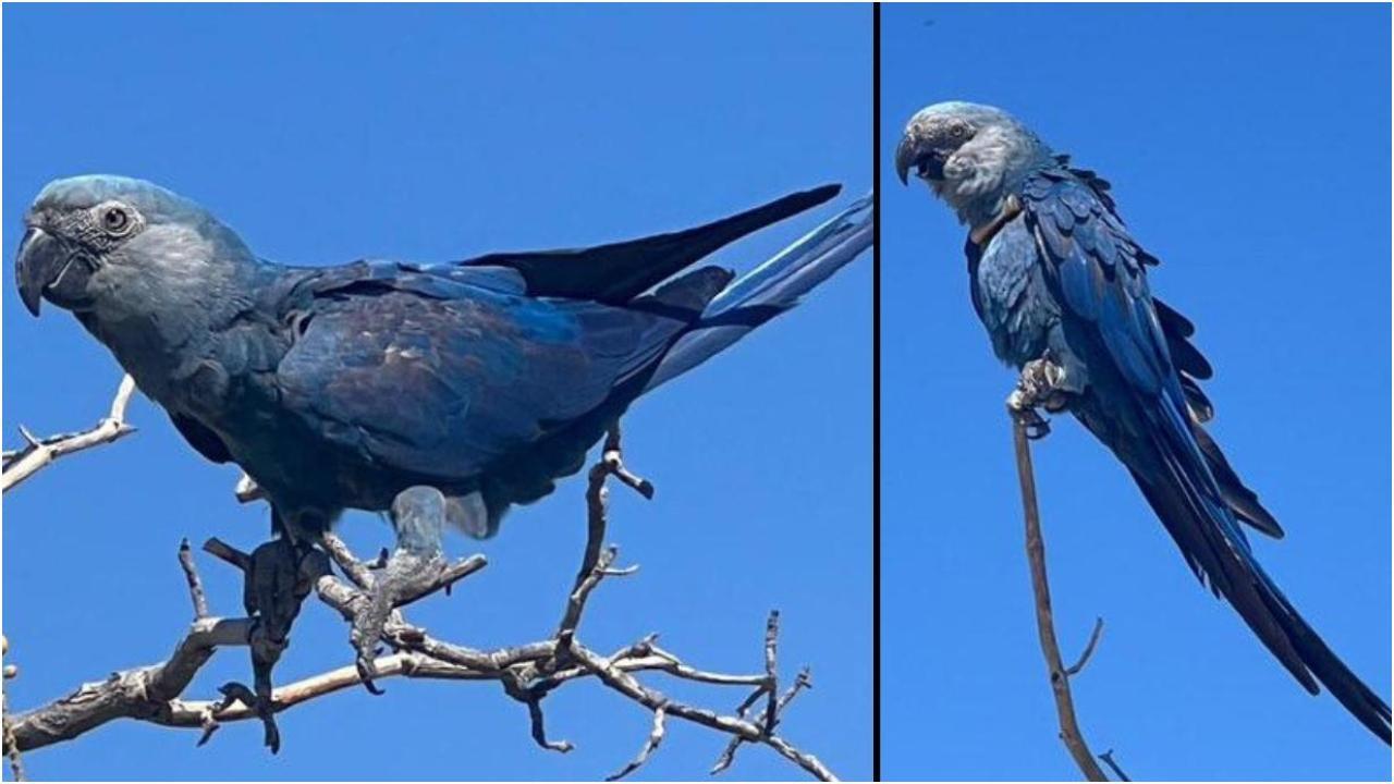 स्पिक्स मैकॉ प्रजाति के पक्षी