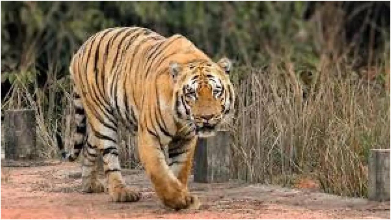 फ़ाइल चित्र