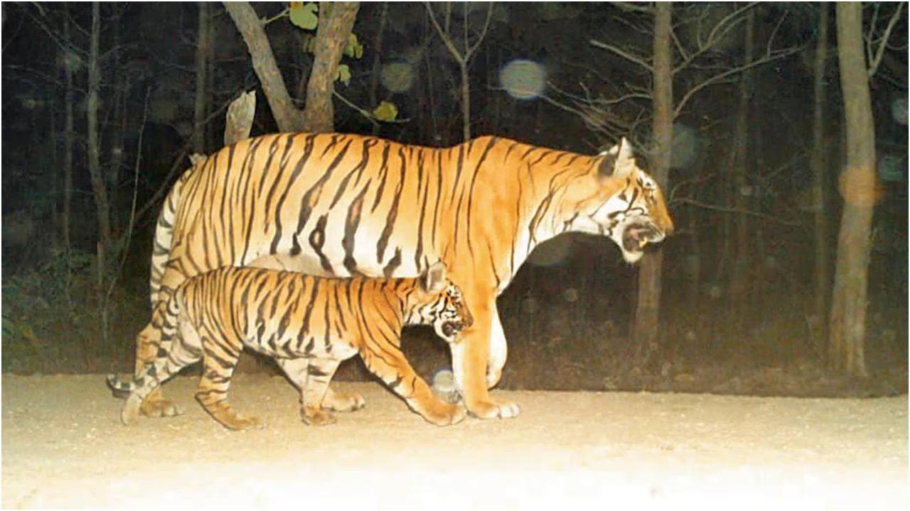 तस्वीर में दिख रहा शावक वही बाघिन है जो टिपेश्वर से सोलापुर आई थी और वयस्क उसकी मां टी22 है.