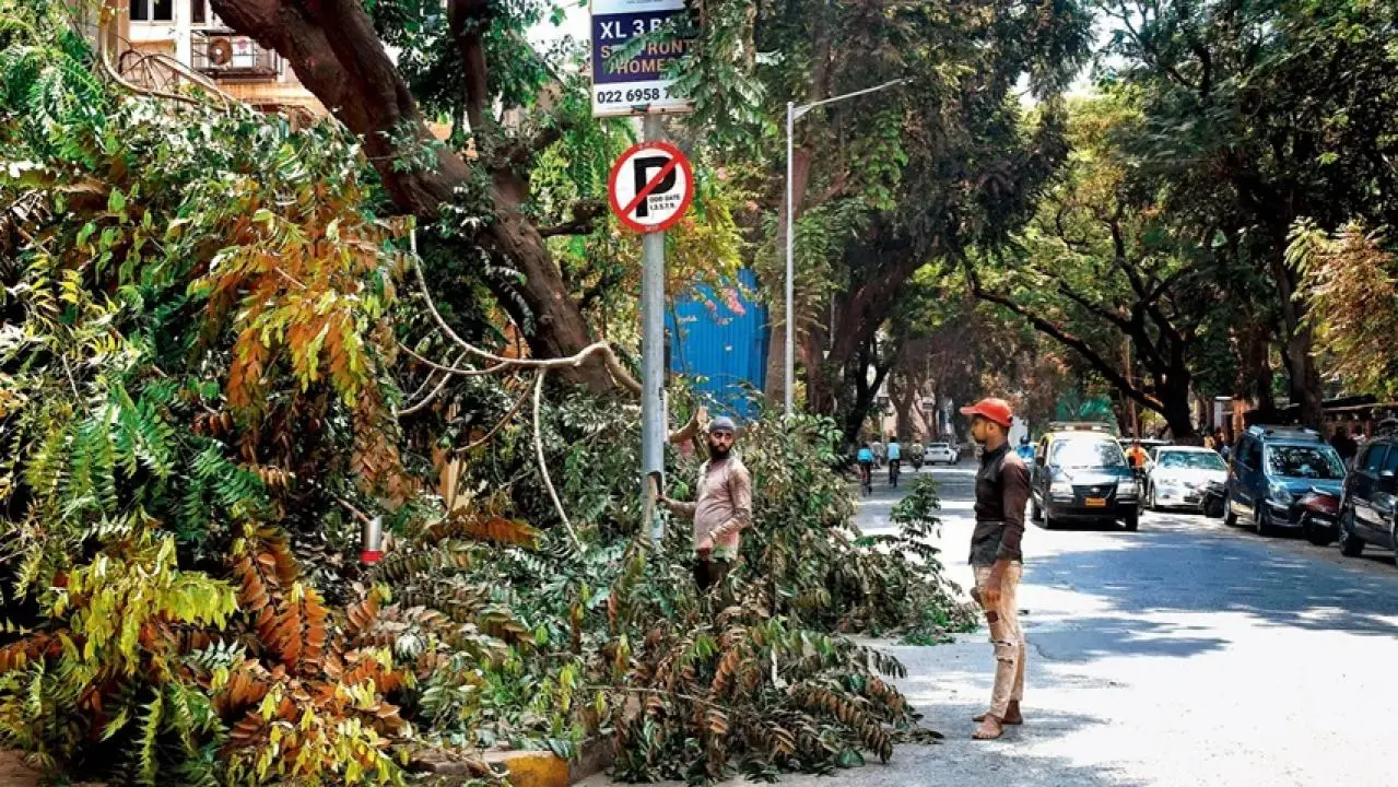 Iपर्यावरण कार्यकर्ताओं का आरोप, बीएमसी के नोटिस भ्रमित करने वाले और अमान्य