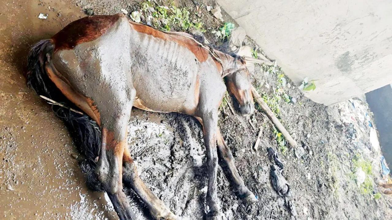 Iशिवड़ी में चार भयंकर स्थिति में घोड़े मिले, पेटा की मुहिम पर एफआईआर दर्ज