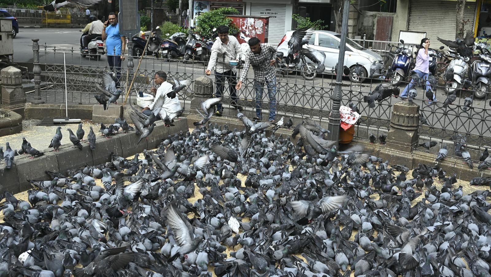 अब यह देखना होगा कि BMC कितनी तेजी से इन निर्देशों को लागू करती है और शहर के 51 कबूतरखानों पर यह रोक कब तक प्रभावी हो पाती है.