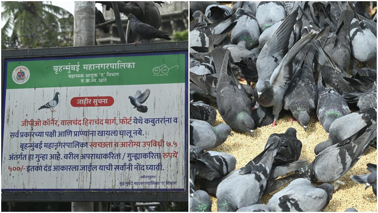 पर्यावरण मंत्री उदय सामंत ने विधान परिषद में इस मुद्दे पर बोलते हुए कहा कि सरकार जल्द ही BMC को लिखित निर्देश देगी कि वह मुंबई की सीमा में आने वाले सभी कबूतर दाना खिलाने वाले क्षेत्रों को बंद करे. (Pics / Ashish Raje)