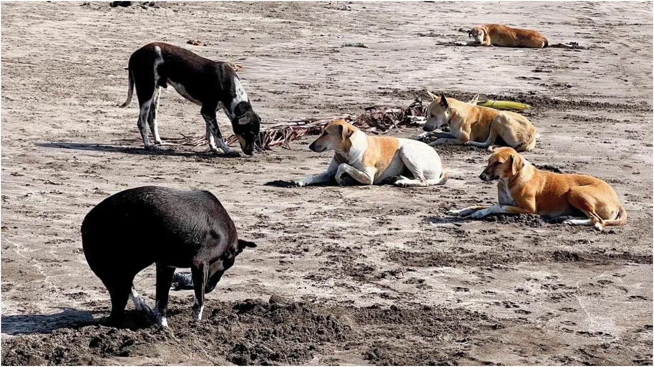 प्रतिनिधित्व चित्र