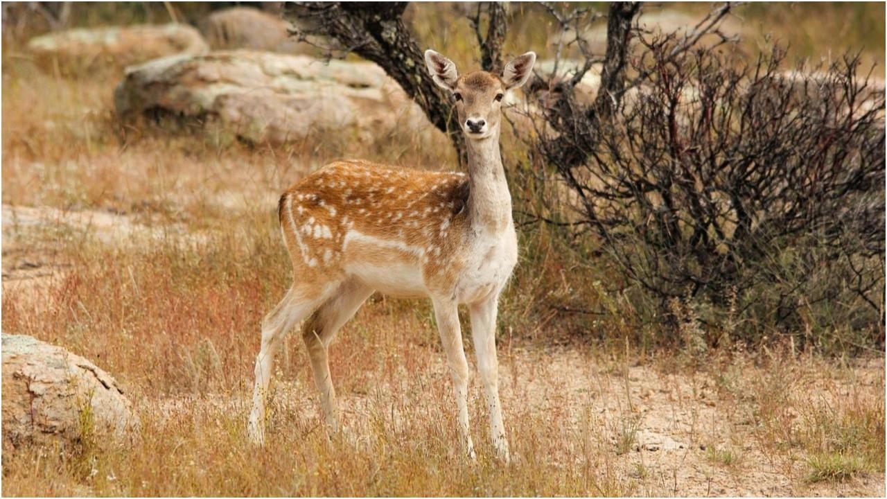 प्रतीकात्मक चित्र. तस्वीर/पिक्साबे