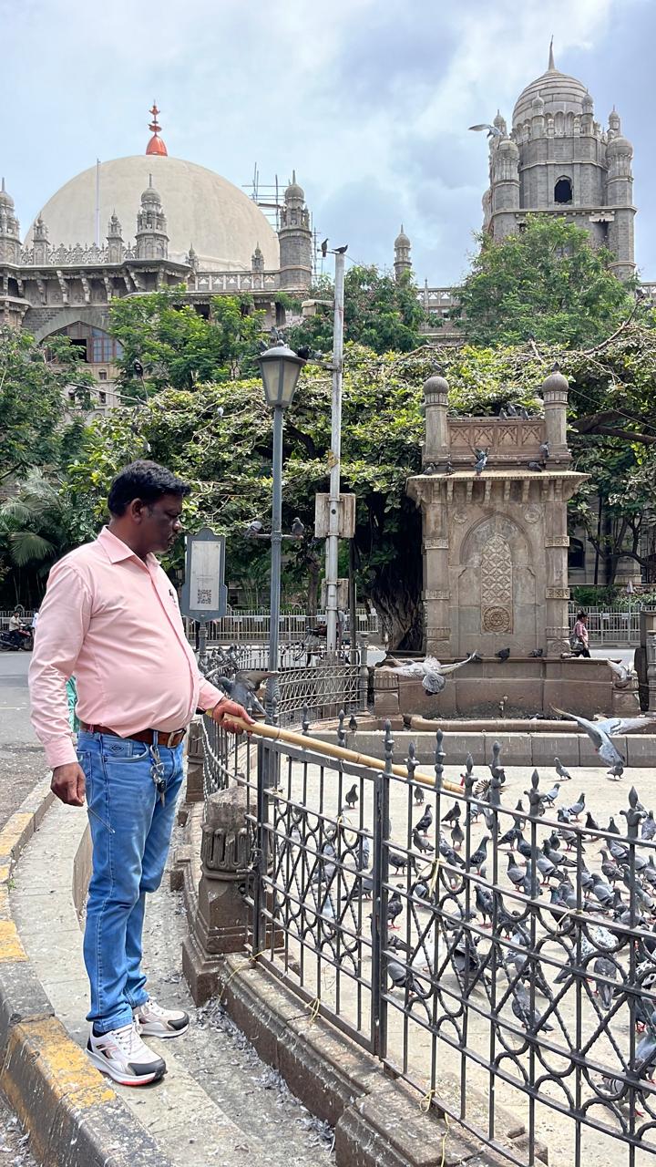 विभाग ने कहा कि नागरिकों को कबूतरों को दाना डालने से रोकने के लिए जुर्माना लगाया जाएगा. 