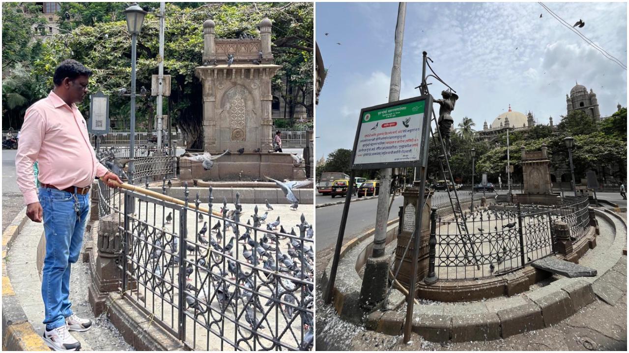 Iकबूतरों के डराने के लिए पटाखों का इस्तेमाल, बीएमसी के अधिकारी ने दी चेतावनी