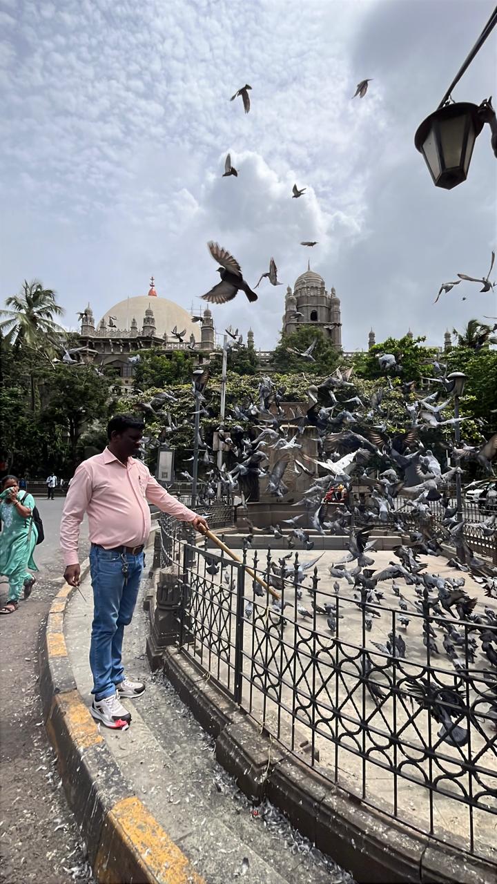 बीएमसी ने इस महीने की शुरुआत में आदेश दिया था कि सार्वजनिक स्थानों पर कबूतरों को दाना डालना पूरी तरह से बंद किया जाए. 