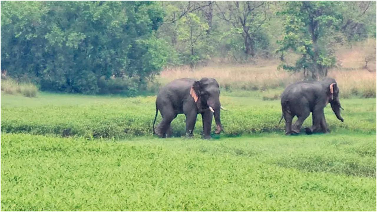 तस्वीर/विशेष व्यवस्था