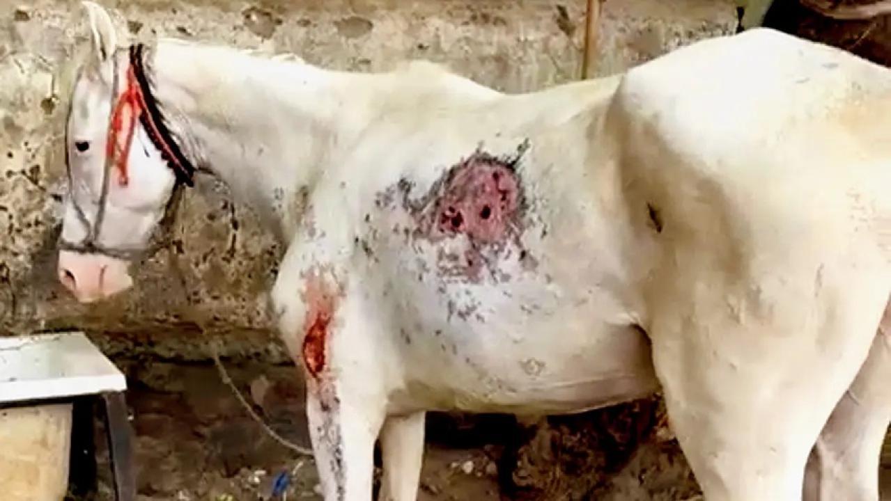 Iमुंबई में पेटा इंडिया और पुलिस की त्वरित कार्रवाई से छह घायल घोड़े बचाए गए