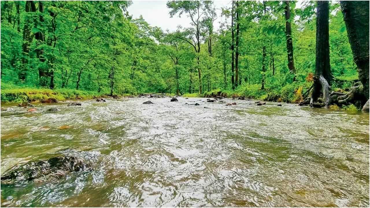 तानसा वन्यजीव अभयारण्य के अंदर बहती एक धारा