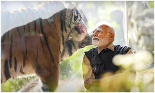 विभिन्न जानवरों को पीएम करीब से देखते और उन्हें समझने की कोशिश करते नजर आए. उन्हें एक ही कमरे में एक गोल्डन टाइगर, एक सर्कस से बचाए गए 4 स्नो टाइगर, एक सफेद शेर और एक स्नो लेपर्ड के साथ खेलते देखा गया था.