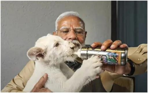 इस तस्वीर में पीएम मोदी जिस सफेद शेर के बच्चे को बोतल से दूध पिला रहे हैं, उसका जन्म उसकी मां को बचाने और वंतारा में लाए जाने के बाद केंद्र में हुआ था.