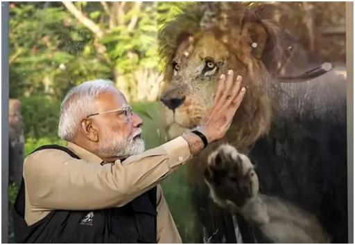 कैराकल, जो कभी भारत में घातक अनुपात में देखे जाते थे, अब दुर्लभ होते जा रहे हैं. वनतारा में, कैराकल को उनके संरक्षण के लिए प्रजनन कार्यक्रम के तहत पाला जाता है और बाद में जंगल में छोड़ दिया जाता है.