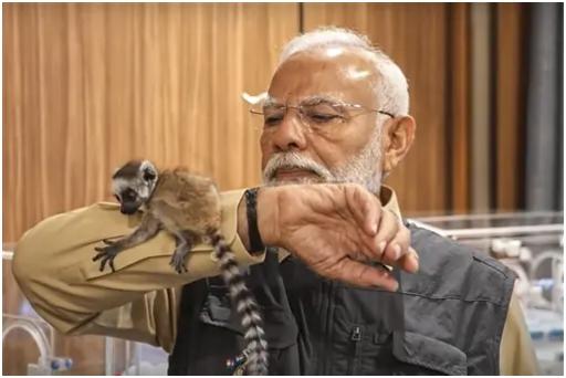 अस्पताल के एमआरआई कक्ष का पीएम ने दौरा किया और एक एशियाई शेर को एमआरआई कराते हुए देखा. उन्होंने उस ऑपरेशन थिएटर का भी दौरा किया जहां राजमार्ग पर एक कार की चपेट में आने के बाद एक तेंदुए की जीवन रक्षक सर्जरी की जा रही थी और उसे बचाए जाने के बाद यहां लाया गया था.