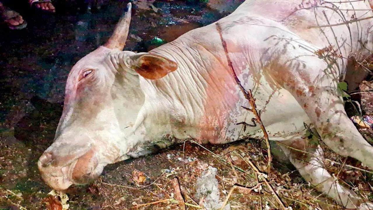 लापता बैलों में से एक बैल ग्रामीणों को बेहोशी की हालत में मिला.