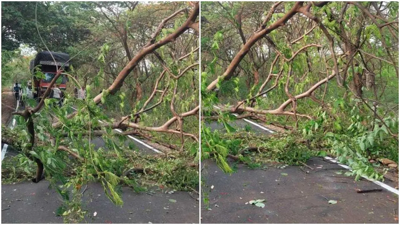 मौसम विभाग ने पहले से ही तेज़ हवाओं और बारिश के अलर्ट जारी किए थे, जिसके कारण कई इलाकों में पेड़ गिरने और अन्य आपात स्थितियों की संभावना जताई गई थी. (स्टोरी बाय - Ranjeet Jadhav)