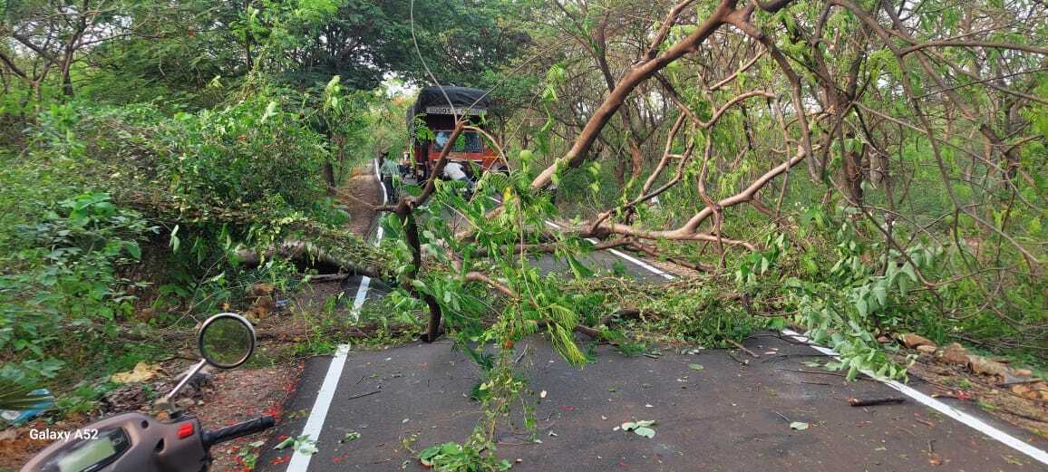 कुल मिलाकर, आरे मिल्क कॉलोनी में पेड़ गिरने की घटना के बावजूद किसी के हताहत न होने से राहत मिली है, और स्थानीय प्रशासन ने स्थिति को नियंत्रित करने में सफलता हासिल की है. 