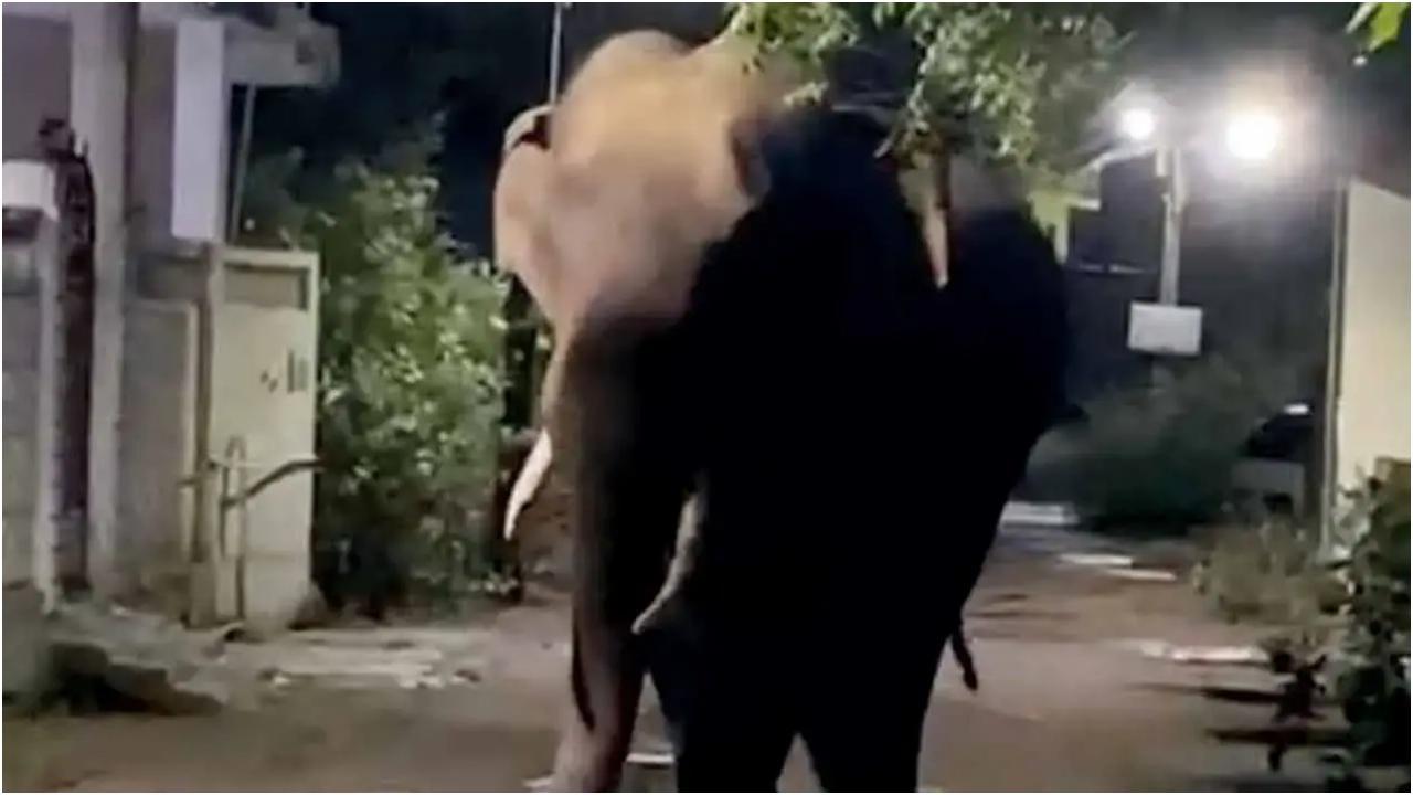 सीएमई3 पिछले सप्ताह गढ़चिरौली में देखा गया था.