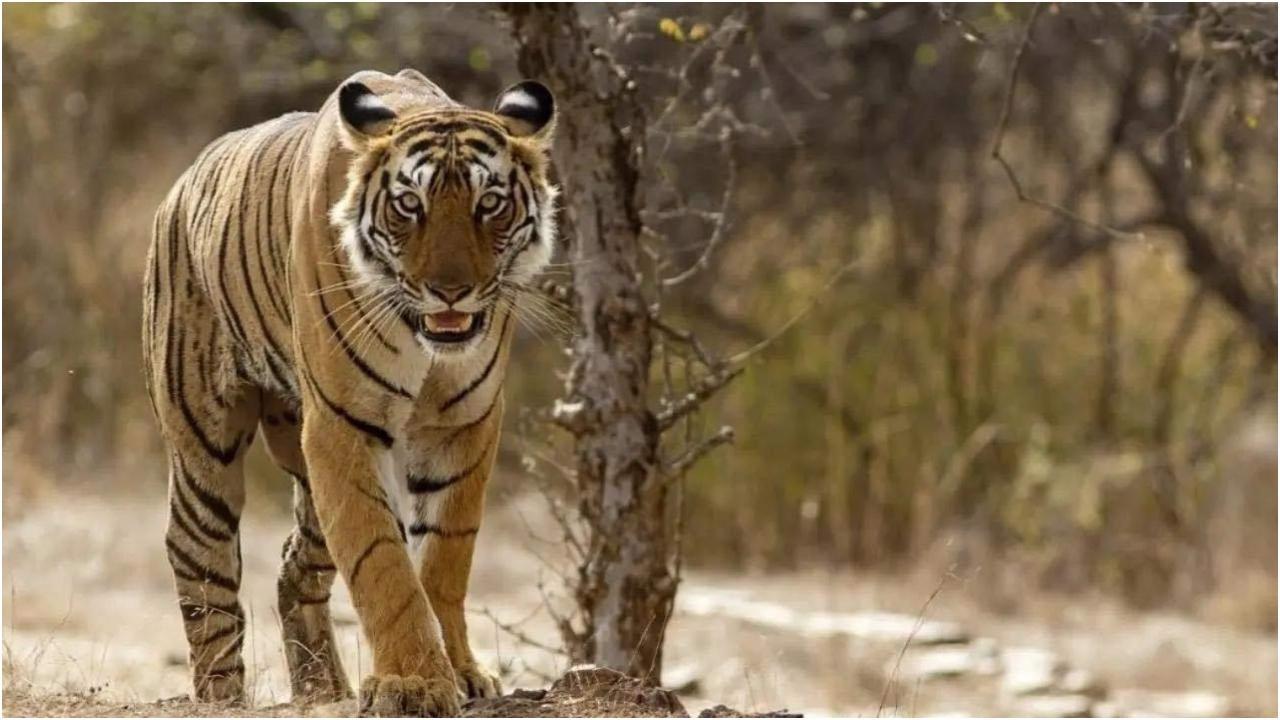प्रतिनिधित्व चित्र