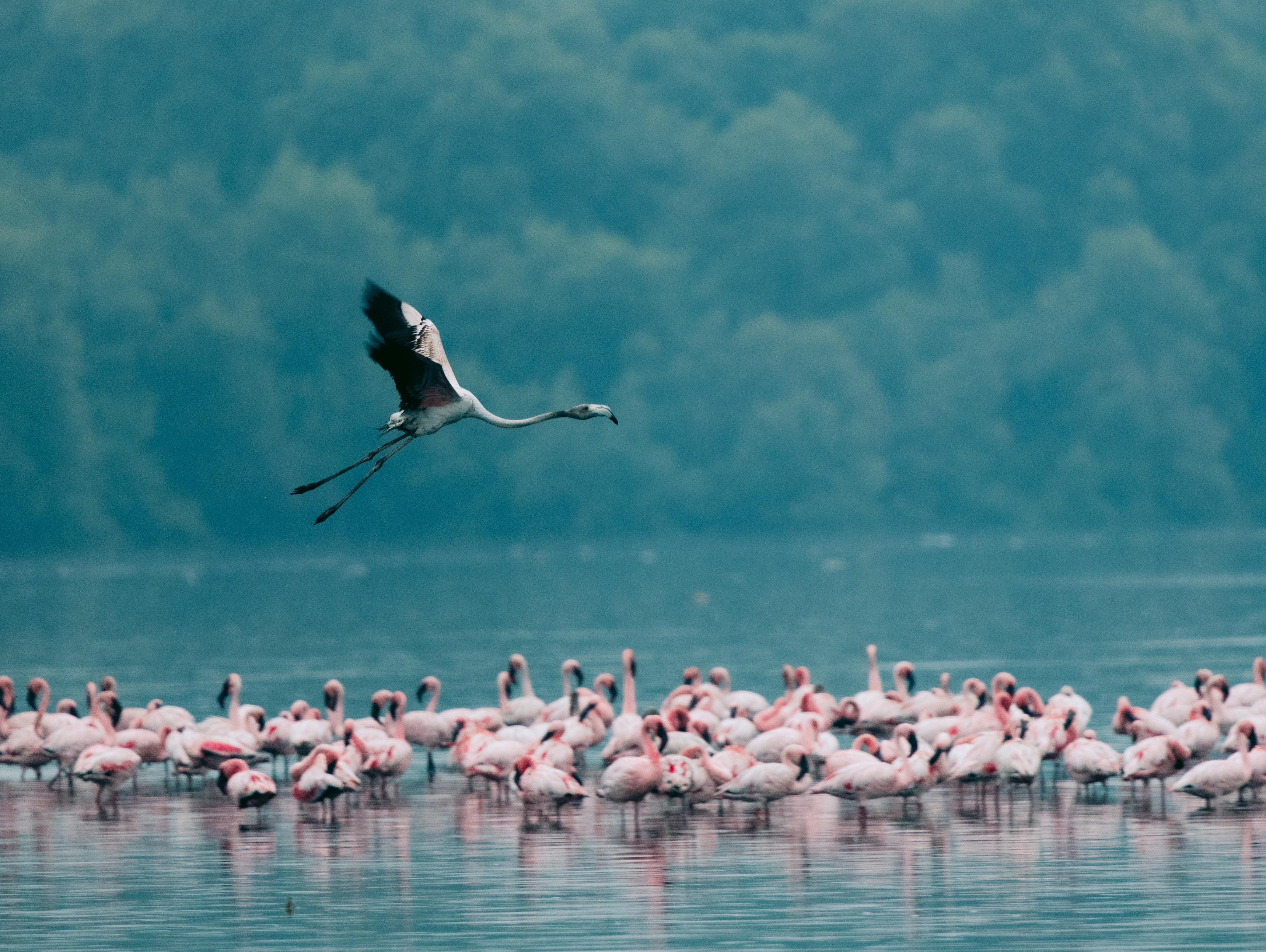इस क्षेत्र में पक्षियों के लिए बेहतर आवास सुविधाएं तैयार की जा रही हैं, जिससे उनकी संख्या बढ़ाने में मदद मिल रही है. 
