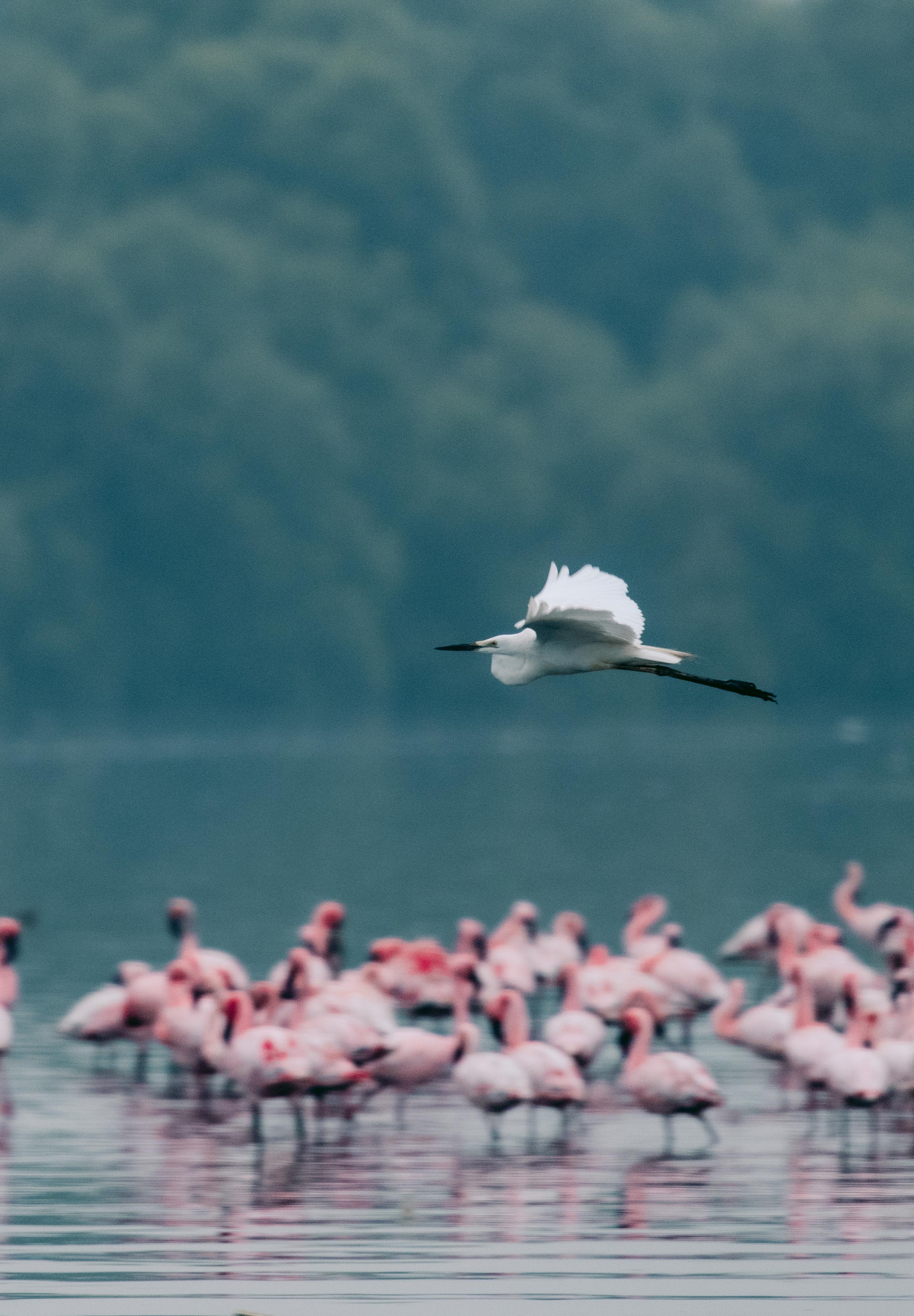 ठाणे क्रीक को पर्यटकों के लिए भी एक आकर्षक स्थल बनाया गया है, जहां बर्डवॉचिंग और ‘फ्लेमिंगो बोट राइड्स’ जैसी गतिविधियों का आनंद लिया जा सकता है. 