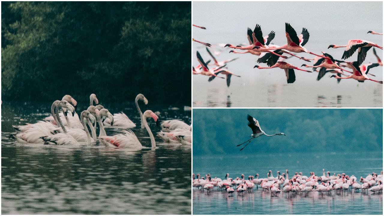 यह नजारा न केवल पक्षी प्रेमियों के लिए, बल्कि हर पर्यटक के लिए एक शानदार अनुभव बन गया है. देखें तस्वीरें- (Pics/ Darshan Ambre)